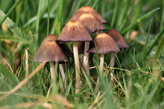 Foto: Javier Pais (https://www.flickr.com/photos/javierpais/)